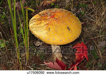 design amanita muscaria maine me acadia national View Large Photo Image Stock Image - design amanita muscaria maine me acadia national . Fotosearch