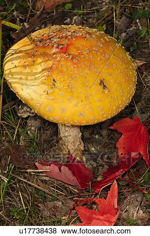 Stock Photo -  design amanita muscaria maine me acadia national . Fotosearch