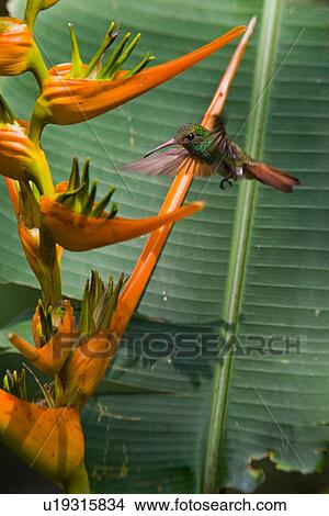 Picture -  design amazilia tzacatl bird rainforest la selva . Fotosearch