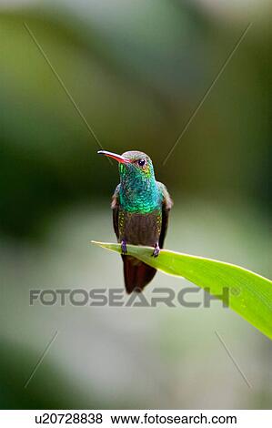 Stock Photo -  design amazilia tzacatl bird rainforest la selva . Fotosearch