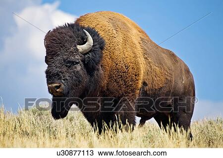 design american bison bull male animals wildlife View Large Photo Image Stock Image - design american bison bull male animals wildlife . Fotosearch