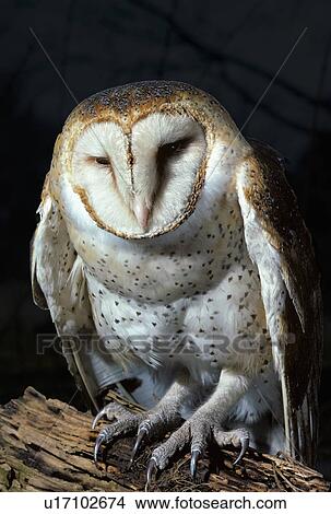 Picture -  design barn owl tyto alba usa animals wildlife . Fotosearch