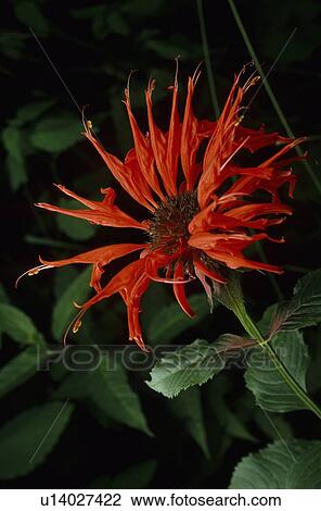 design bee balm oswego tea monarda didyma va View Large Photo Image Stock Image - design bee balm oswego tea monarda didyma va . Fotosearch