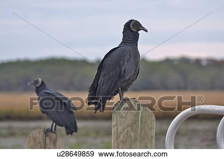 design black vulture coragyps atratus national View Large Photo Image Stock Photo - design black vulture coragyps atratus national . Fotosearch