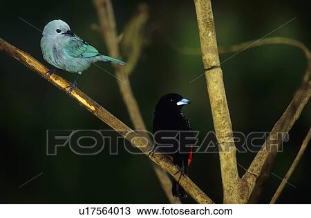 Stock Image -  design blue gray tanager thraupis episcopus . Fotosearch
