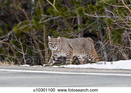 design bobcat felis rufus lynx crossing road View Large Photo Image Stock Image - design bobcat felis rufus lynx crossing road . Fotosearch