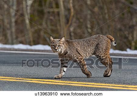 design bobcat felis rufus lynx crossing road View Large Photo Image Stock Image - design bobcat felis rufus lynx crossing road . Fotosearch