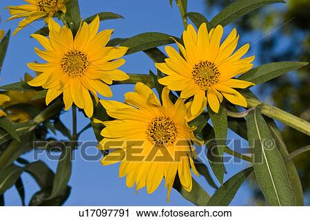 Stock Image -  design butterfly giant or tall sunflower va city . Fotosearch