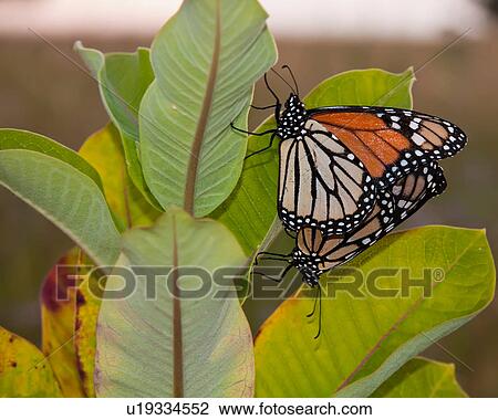 design butterfly monarch danaus plexippus common View Large Photo Image Stock Image - design butterfly monarch danaus plexippus common . Fotosearch