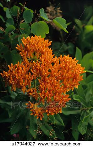 design butterfly weed asclepias tuberosa root  View Large Photo Image Stock Photo -  design butterfly weed asclepias tuberosa root . Fotosearch