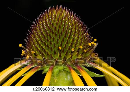 Stock Image -  design butterfly yellow petaled coneflower va . Fotosearch
