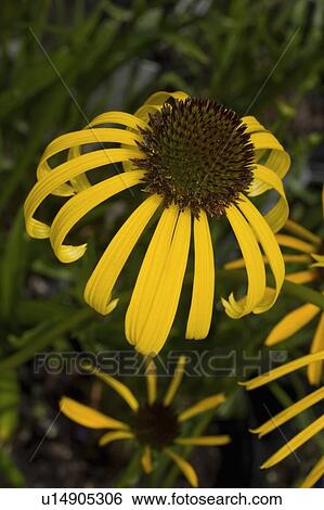 Stock Photograph -  design butterfly yellow petaled coneflower va . Fotosearch