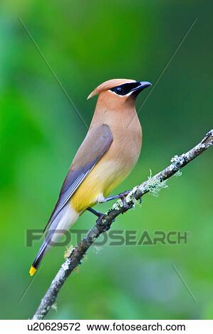 design cedar waxwing cedrorum great smoky park View Large Photo Image Stock Image - design cedar waxwing cedrorum great smoky park . Fotosearch