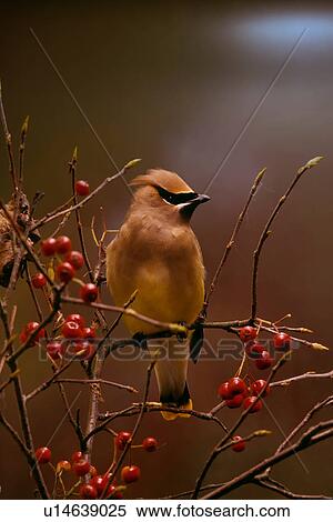 design cedar waxwing cedrorum usa animals birds View Large Photo Image Stock Photography - design cedar waxwing cedrorum usa animals birds . Fotosearch