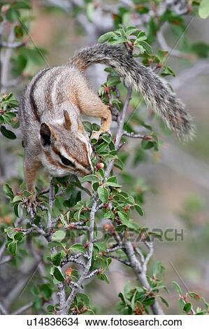 design cliff chipmunk tamias dorsalis eating View Large Photo Image Picture - design cliff chipmunk tamias dorsalis eating . Fotosearch