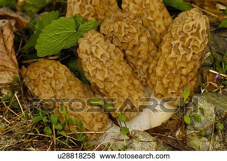 design common morel morchella esculenta national View Large Photo Image Stock Photo - design common morel morchella esculenta national . Fotosearch