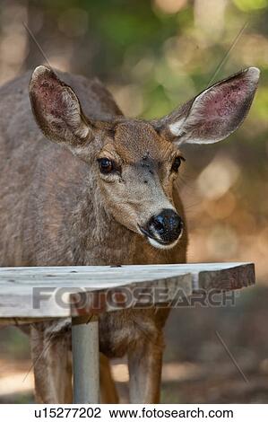 Stock Image -  design crescent meadow area sequoia national . Fotosearch
