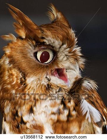 Stock Image -  design eastern screech owl megascops asio park . Fotosearch