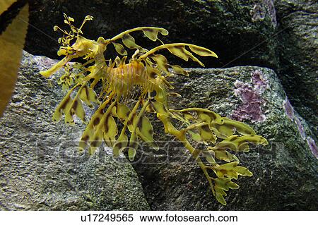 design fish leafy sea dragon phycodurus eques ca View Large Photo Image Stock Photography - design fish leafy sea dragon phycodurus eques ca . Fotosearch