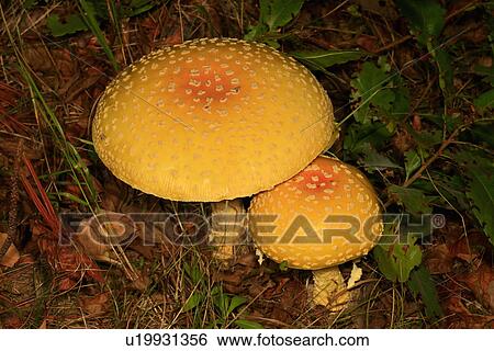 design fly agaric amanita muscaria mushroom me View Large Photo Image Stock Photograph - design fly agaric amanita muscaria mushroom me . Fotosearch