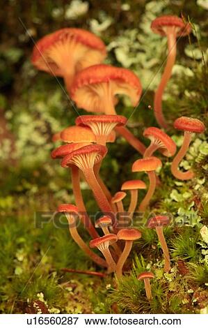 design foot fungi campanella mushroom dead tsuga View Large Photo Image Stock Photo - design foot fungi campanella mushroom dead tsuga . Fotosearch