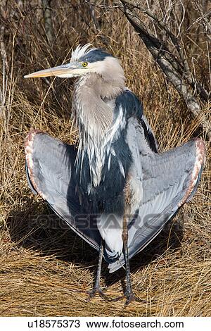 design great blue heron ardea herodias national View Large Photo Image Stock Image - design great blue heron ardea herodias national . Fotosearch