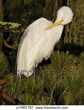 Stock Image -  design great egret ardea alba north america va . Fotosearch