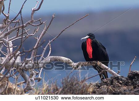 Stock Image -  design great fregata minor genovesa island tower . Fotosearch