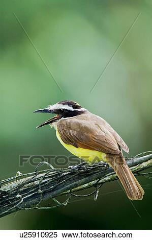 Stock Photography -  design great kiskadee pitangus bird la selva la. Fotosearch