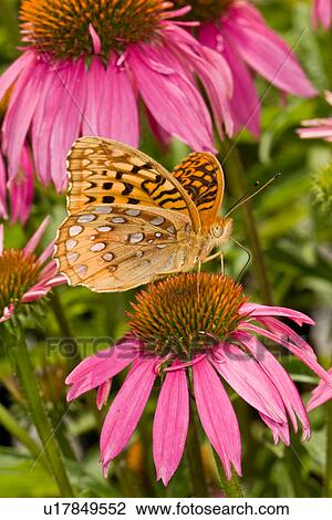 design great spangled fritillary speyeria cybele  View Large Photo Image Stock Image -  design great spangled fritillary speyeria cybele . Fotosearch