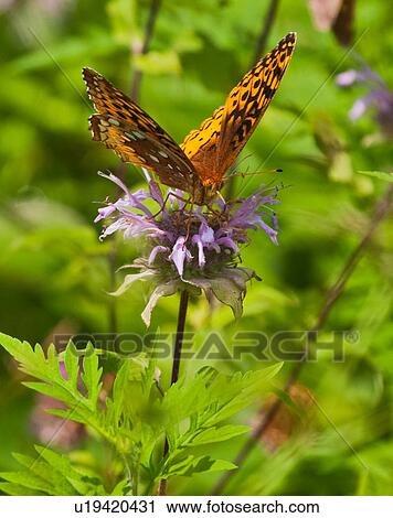design great spangled fritillary speyeria cybele View Large Photo Image Stock Image - design great spangled fritillary speyeria cybele . Fotosearch