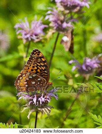 design great spangled fritillary speyeria cybele View Large Photo Image Stock Image - design great spangled fritillary speyeria cybele . Fotosearch