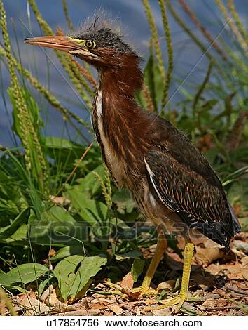 design green heron butorides virescens clear View Large Photo Image Stock Photograph - design green heron butorides virescens clear . Fotosearch