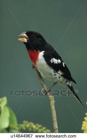 design grosbeak pheucticus shenandoah national View Large Photo Image Stock Photo - design grosbeak pheucticus shenandoah national . Fotosearch