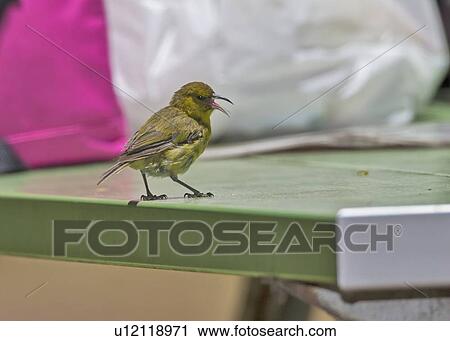 design hawaiian amakihi virens endemic bird View Large Photo Image Stock Image - design hawaiian amakihi virens endemic bird . Fotosearch