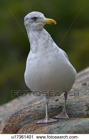 design herring gull larus argentatus maine me View Large Photo Image Stock Image - design herring gull larus argentatus maine me . Fotosearch