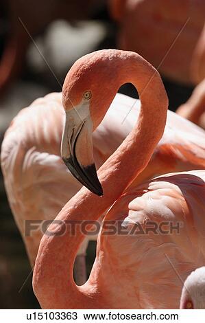 design home caribbean flamingo ruber san diego View Large Photo Image Stock Image - design home caribbean flamingo ruber san diego . Fotosearch