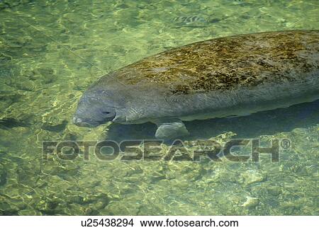 design manatee trichechus manatus homosassa park View Large Photo Image Picture - design manatee trichechus manatus homosassa park . Fotosearch