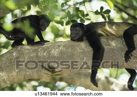 Picture -  design mantled howler monkey alouatta palliata . Fotosearch