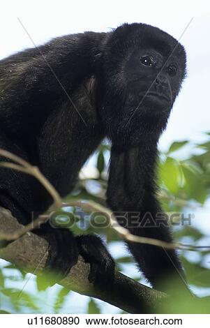 design mantled howler monkey alouatta palliata View Large Photo Image Stock Image - design mantled howler monkey alouatta palliata . Fotosearch
