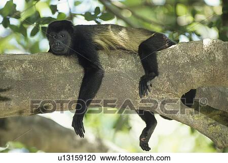 design mantled howler monkey alouatta palliata View Large Photo Image Stock Image - design mantled howler monkey alouatta palliata . Fotosearch
