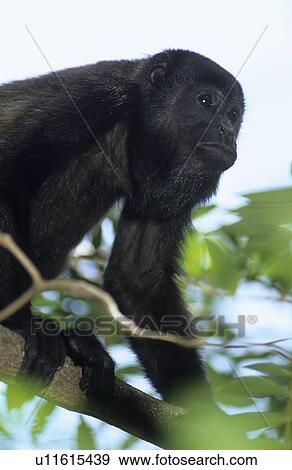 Stock Photo -  design mantled howler monkey alouatta palliata . Fotosearch