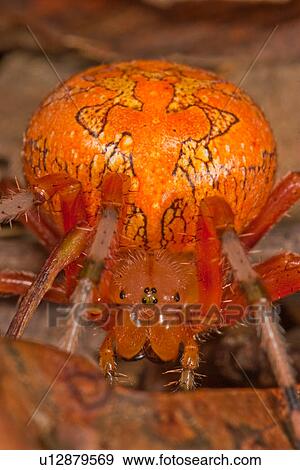 design marbled orbweaver araneus marmoreus park View Large Photo Image Stock Photo - design marbled orbweaver araneus marmoreus park . Fotosearch