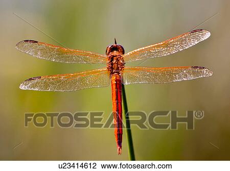 Stock Image -  design nature needhams skimmer libellula nags . Fotosearch