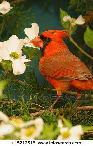 Stock Photo -  design northern cardinal cardinalis birds . Fotosearch