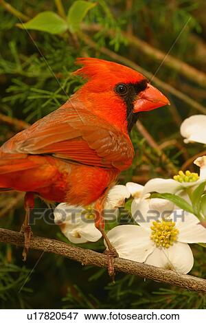 design northern cardinal cardinalis birds rt8 View Large Photo Image Stock Photo - design northern cardinal cardinalis birds rt8 . Fotosearch