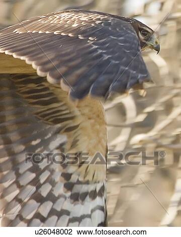 Stock Image -  design northern harrier circus cyaneus north usa . Fotosearch