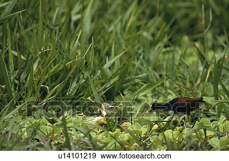 Stock Photo -  design northern jacana spinosa animals wildlife . Fotosearch