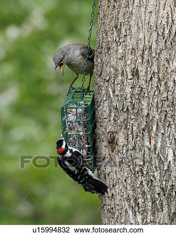 design northern mimus downy woodpecker picoides View Large Photo Image Stock Image - design northern mimus downy woodpecker picoides . Fotosearch