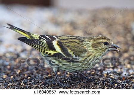 Stock Photo -  design pine siskin birds avain aves bird finch . Fotosearch